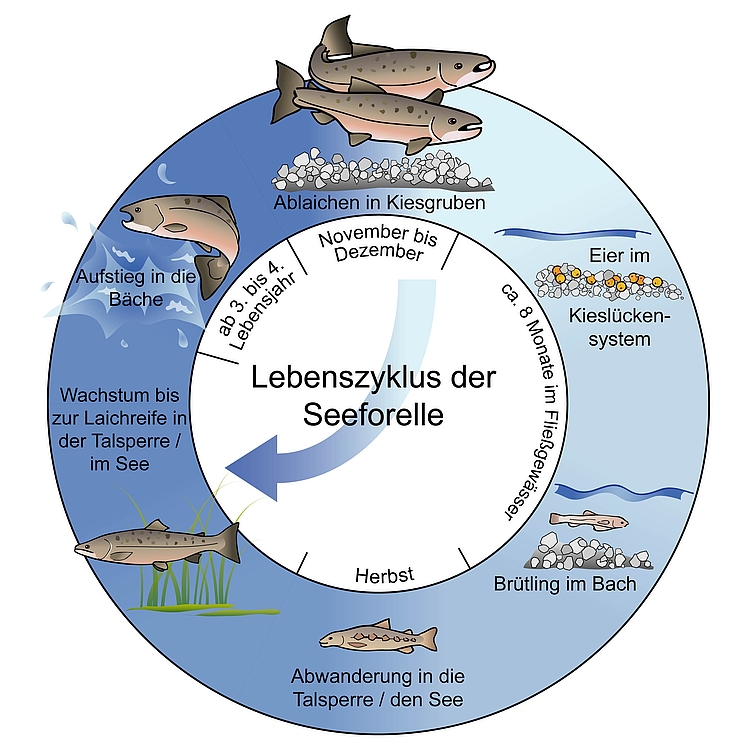 Lebenszyklus der Seeforelle Schaubild