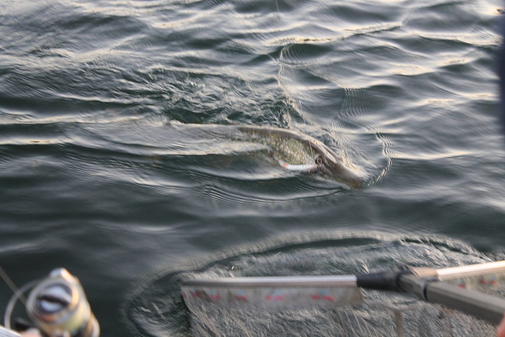 Fisch kurz vorm Fangen im Netz