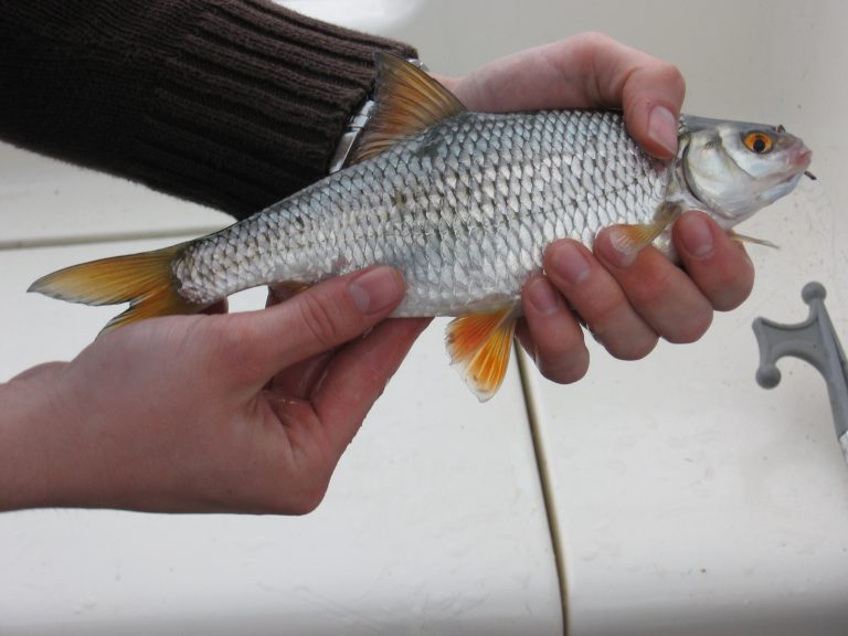 gefangenes Rotauge in der Hand des Anglers